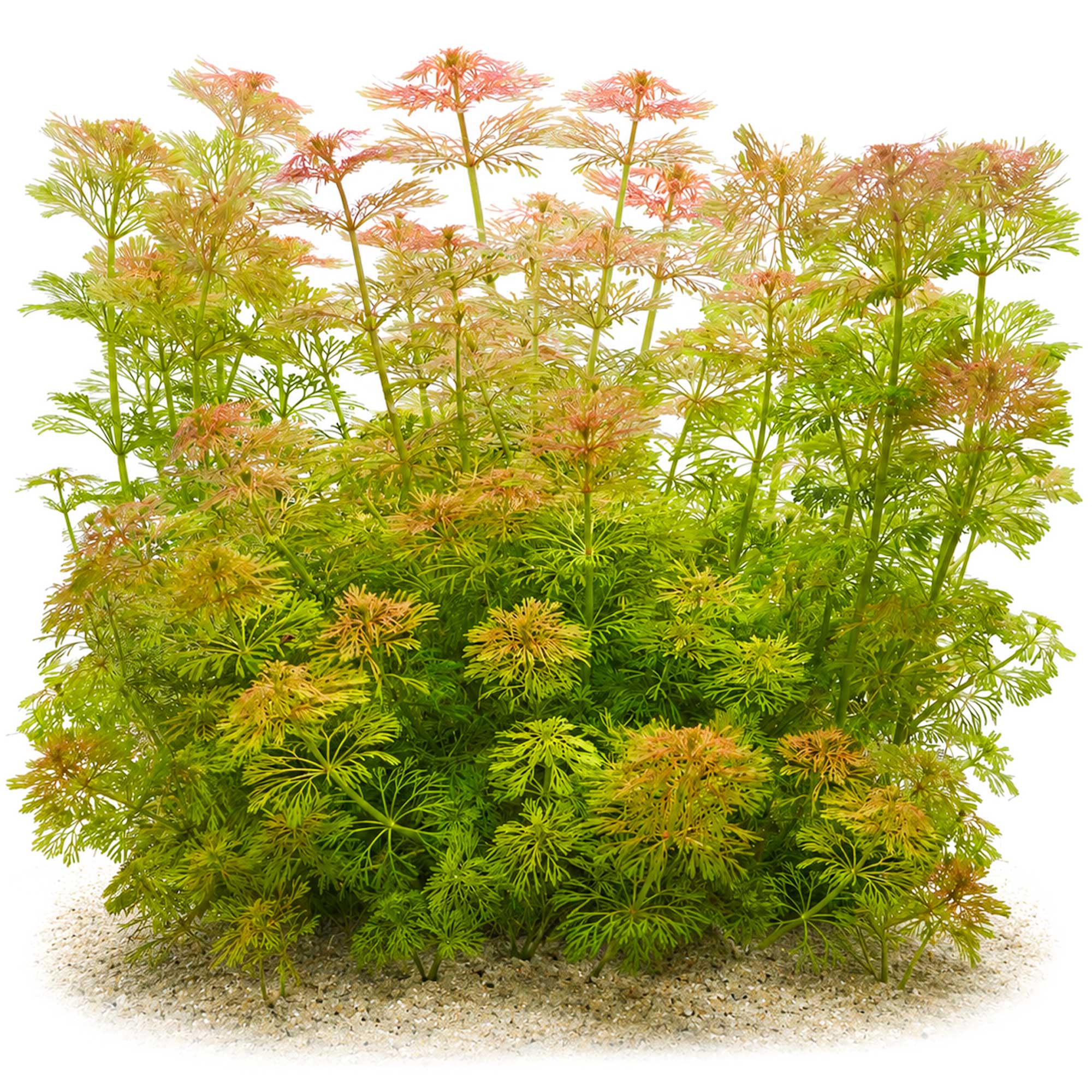Gewachsene Limnophila sessiliflora
