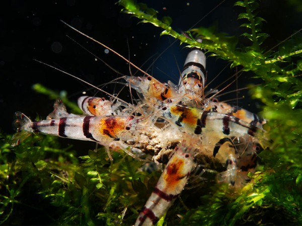 Waschbär-Garnele - Caridina sp. Raccoon