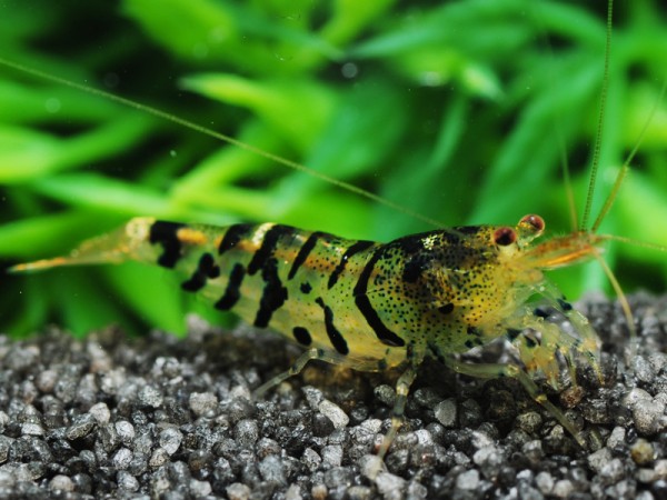 Caridina mariae - Tigergarnele