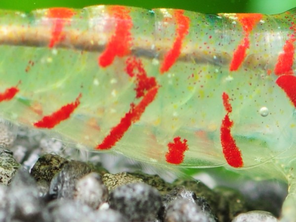 Rote Tigergarnele | Red Tiger - Tigergarnele