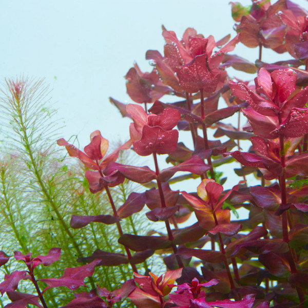 Rotala-macrandra-Dichtblaettrige-Rotala-Aquarienpflanze-im-AquariumZL0dE9lnQwUDj