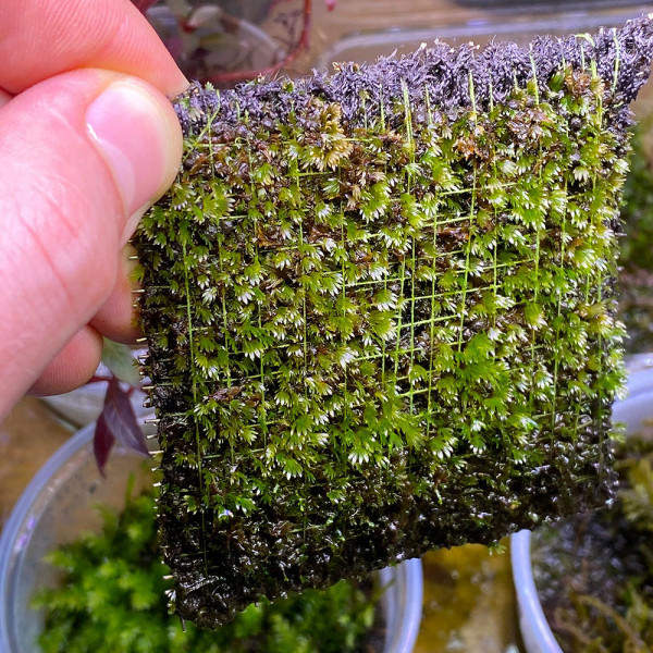 Hygrolon mit Fissidens Moos