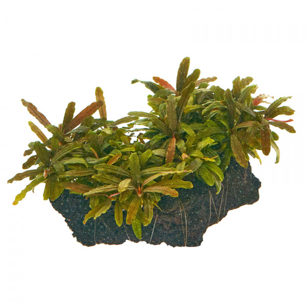 Bucephalandra sp. "Velvet Tricolor" - Baby Plant Mini-Ableger
