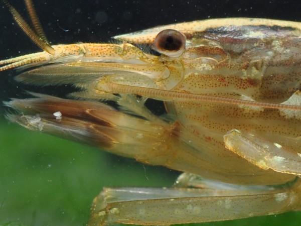 Fächergarnele, Molukkenfächergarnele, Atyopsis moluccensis