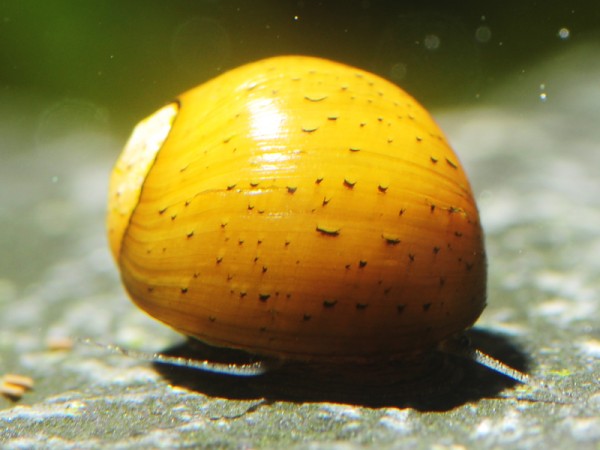 Fancy Geweihschnecke | Clithon sowerianum