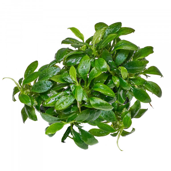 Mini Aufsitzerpflanzen Set - Baby Plants für Aquascaping & Nano-Becken Pangolino Anubia