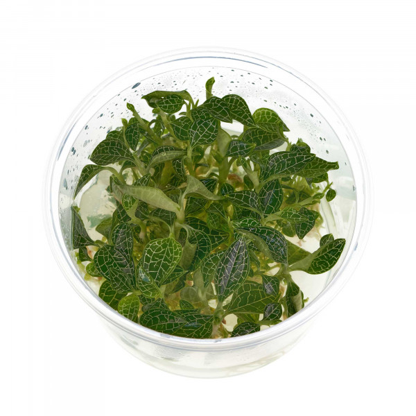 Macodes Anoectochilus roxburghii "Silver Mine" In vitro 8,5cm