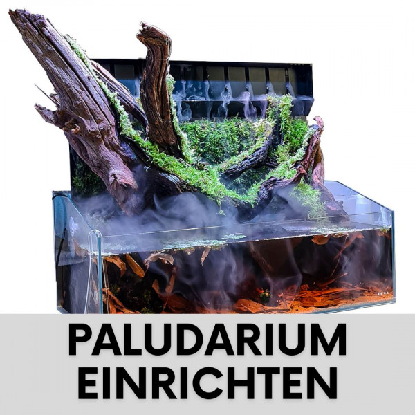 paludarium-blog-thumbnail