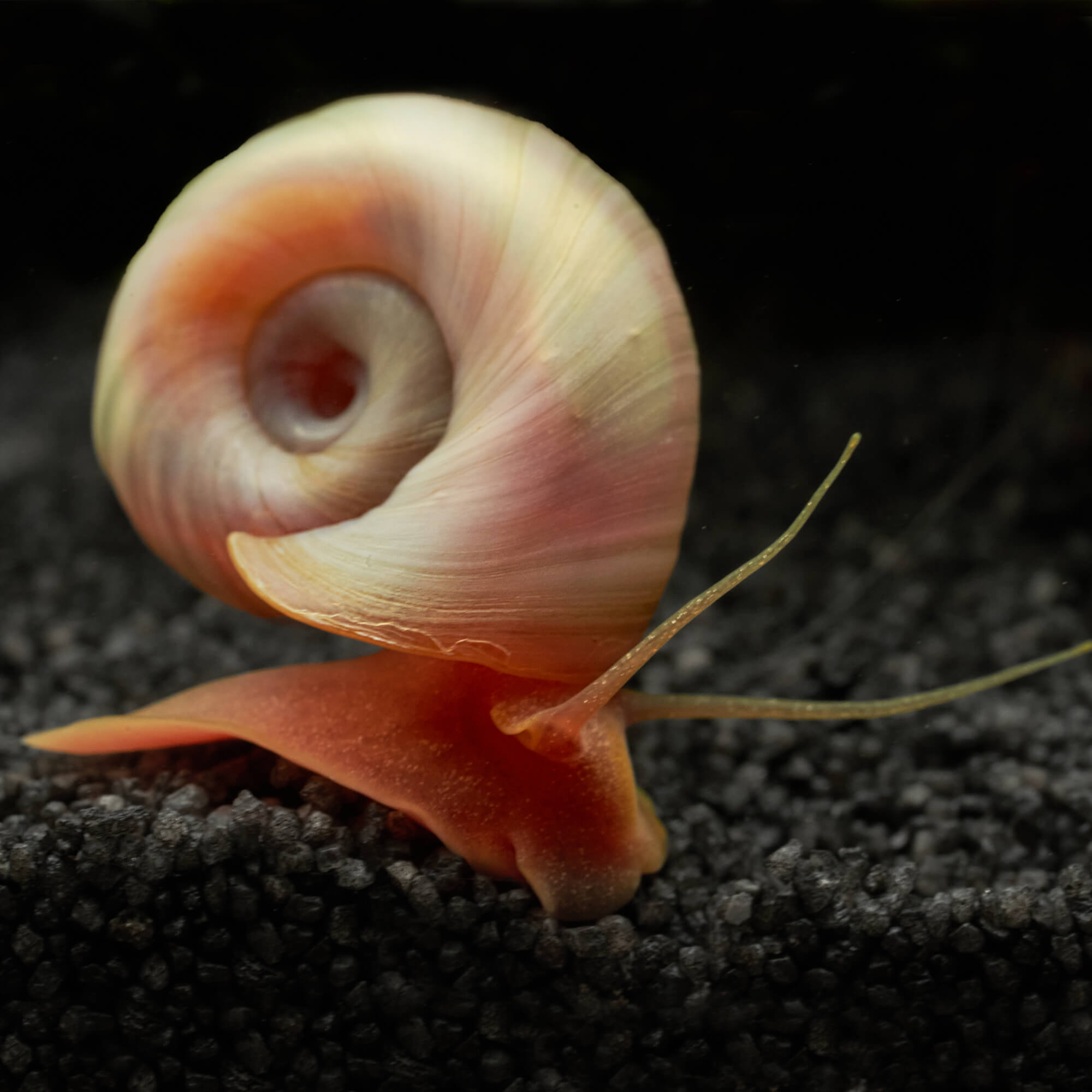 Rosa Posthornschnecke