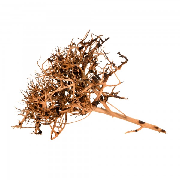 Scaping Wurzeln - Aquascaping Twigs