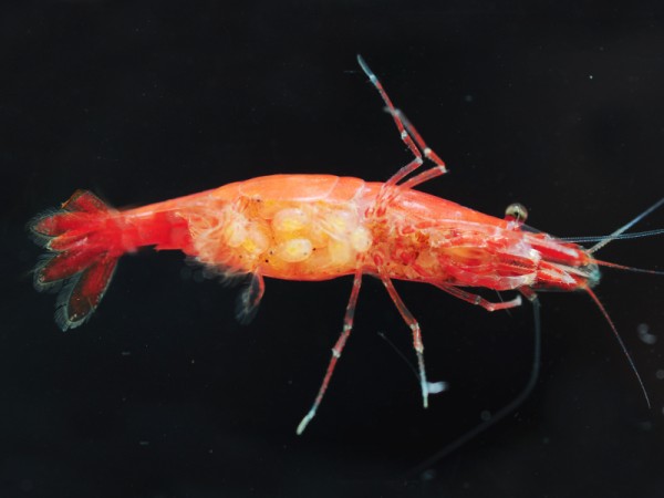 Neocaridina Premium Paket | 24 farbenfrohe Garnelen