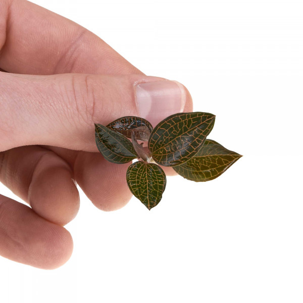 Macodes Anoectochilus roxburghii "Firebird" in Hand
