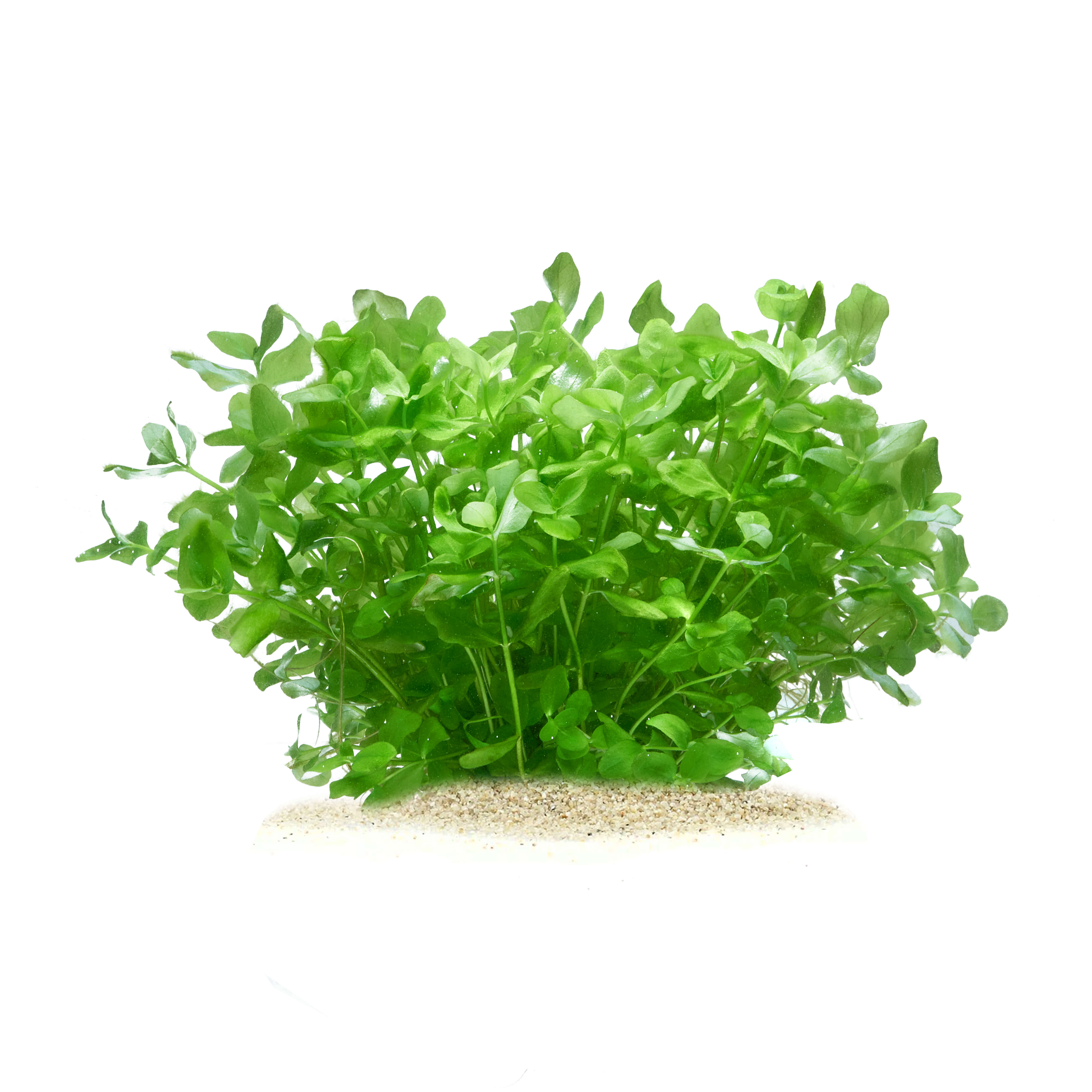 Bacopa Australis