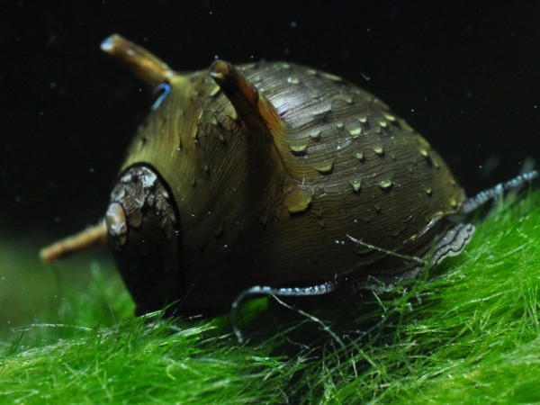 Geweihschnecke Grün | Clithon corona
