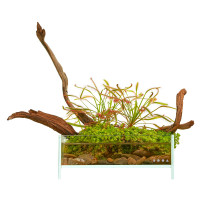 Sonnentau Terrarium Wabi-Kusa Set | USCAPE PLANTS x DOOA Neo Glass Air Sonnentau Terrarium Wabi-Kusa Set | USCAPE PLANTS x DOOA Neo Glass Air