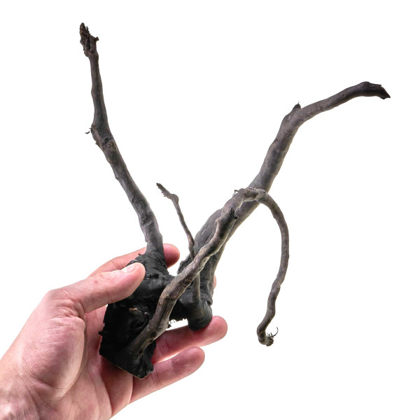 Schwarze Moorwurzel Fingerwurzel | Set S
