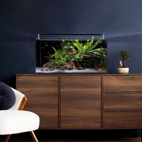 Dennerle Nano Tank Basic 60 Liter Maße eingerichtet