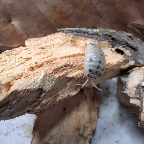Porcellio laevis “Panda” - DNZ