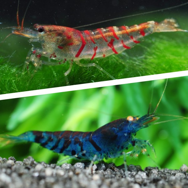 Tigergarnele_Blogartikel