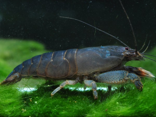 Blaue Monsterfächergarnele, Gabun-Riesenfächergarnele, Atya gabonensis
