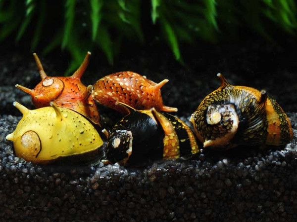 Geweihschnecke Tricolor | Clithon sowerbyana