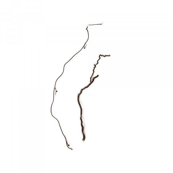 WIOdecor-Roots | Mini Roots Mix | 80g 10-30cm