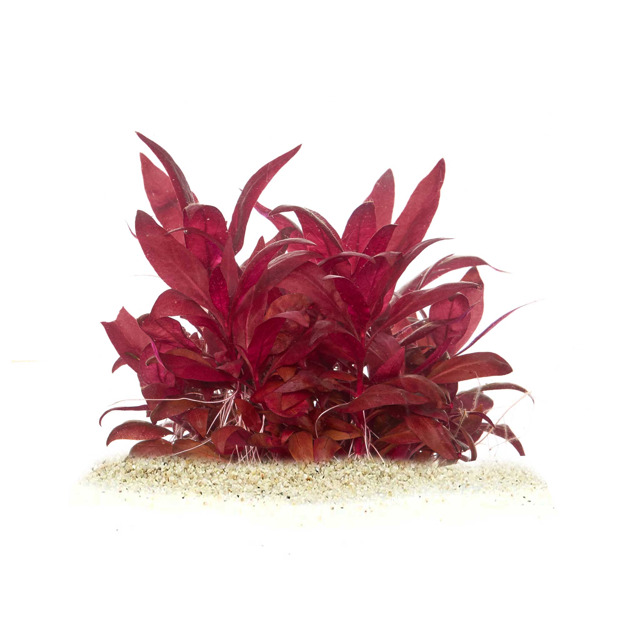 Alternanthera reineckii "Mini"
