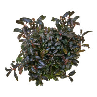 Bucephalandra sp. "Kedagang" Bucephalandra sp. "Kedagang"