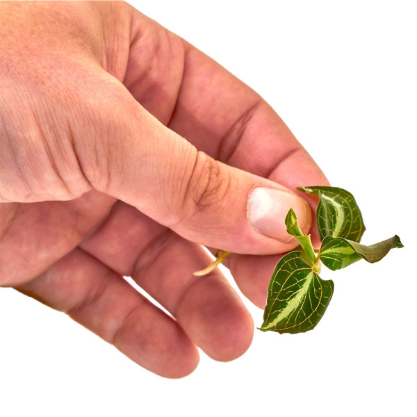 Anoectochilus lylei '"Marshmallow" Größe in Hand