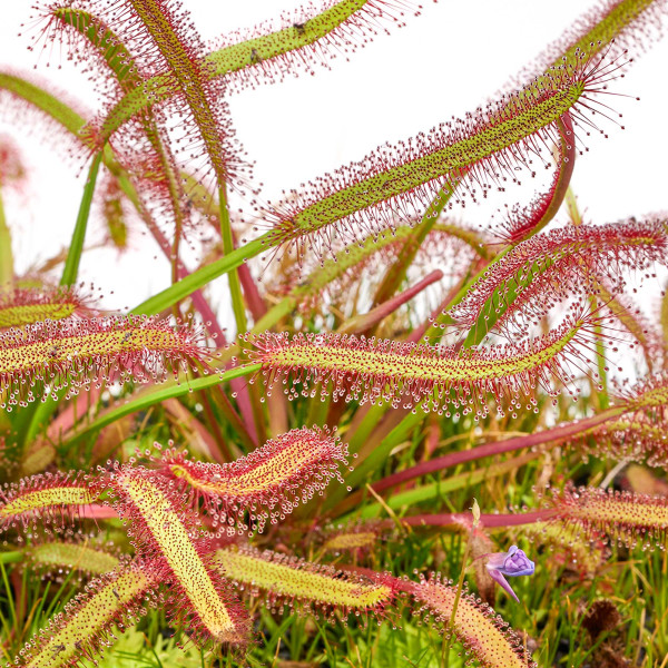 Drosera capenis Kap Sonnentau