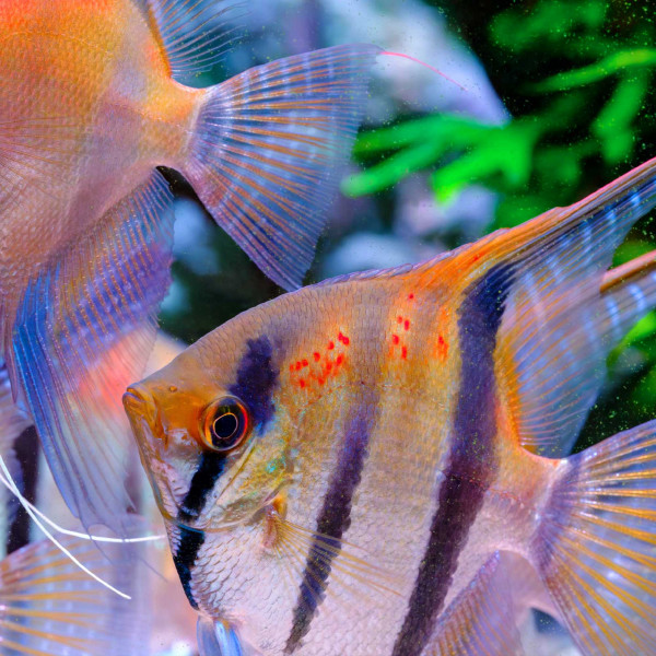 Twinstar G-Line | Aquarium LED mit T5/T8 Adapter