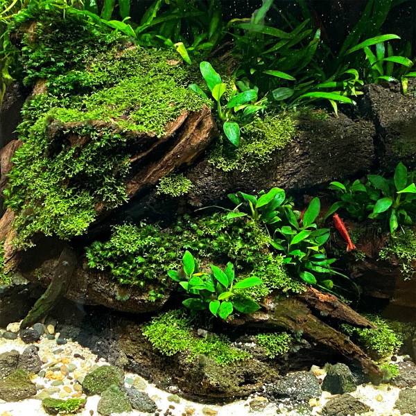 Riccardia chamedryfolia | Korallenmoos - Becher 5,5cm