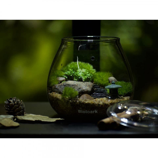 bioloark bubble cup four eingerichtet mit Moos und terrariumpflanzen