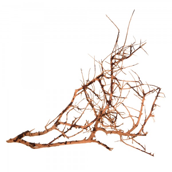 Scaping Wurzeln - Aquascaping Twigs