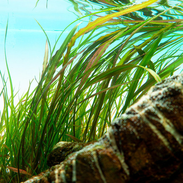 Cryptocoryne-spiralis-red-im-Aquasrium