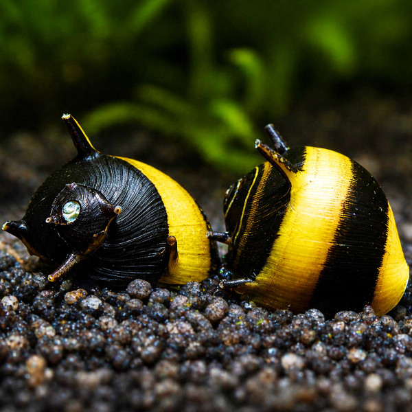 Geweihschnecke Gold / Schwarz | Clithon sp. - Größe S