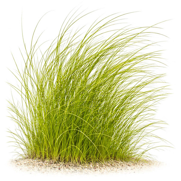 Eleocharis Montevidensis ADA gewachsen Riesennadelsimse