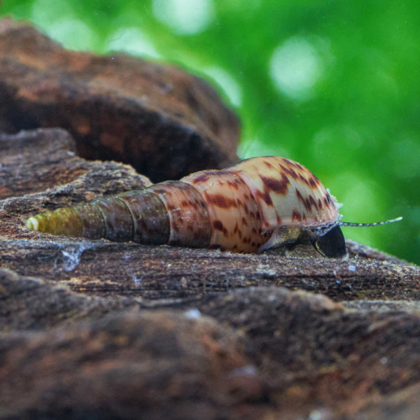 melanoides verwertet Reststoffe im Aquarium