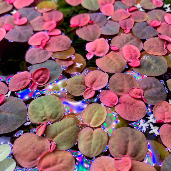 Wolfsmilch_Bild_Phyllanthus_Fluitans_Wasserpflanze_SchwimmpflanzeAugamnj3FrK8X
