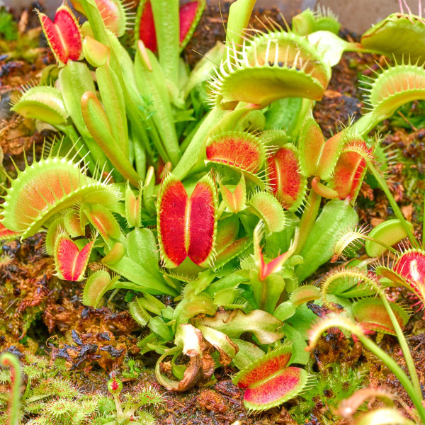 Fleischfressende Pflanzen Terrarium Set | 3 x Karnivoren - in vitro