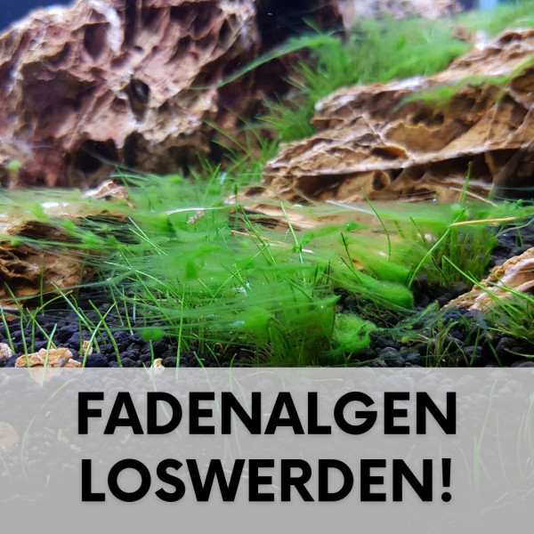 Fadenalgen im Aquarium loswerden