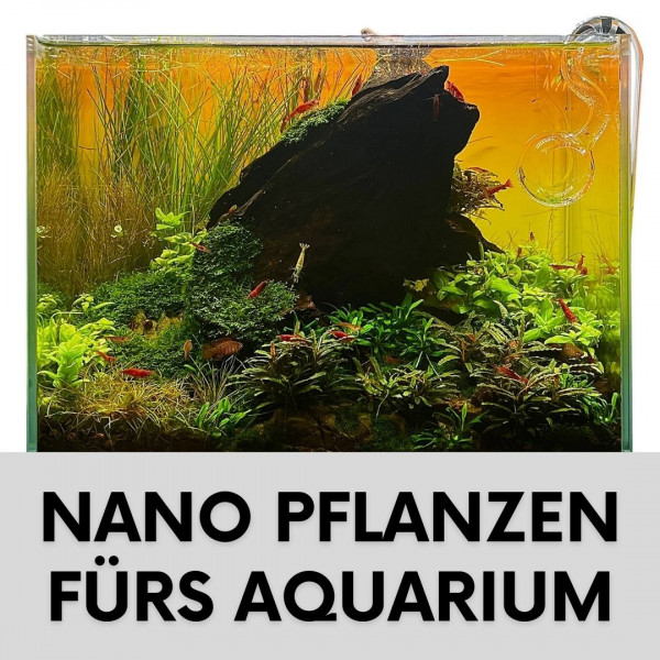 Nano-aquarium-pflanzen-blogartikel
