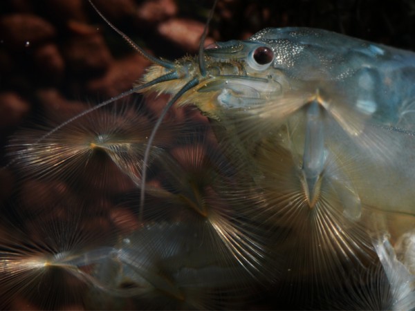 Blaue Monsterfächergarnele XL, Gabun-Riesenfächergarnele XL, Atya gabonensis