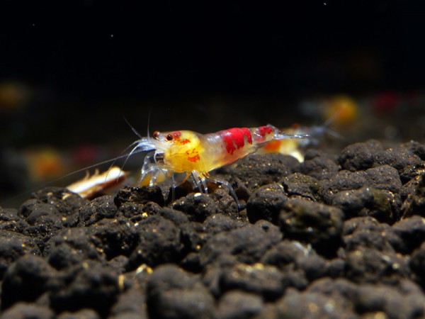 Calceo Bee Garnele, Golden Dragon Bee Garnele
