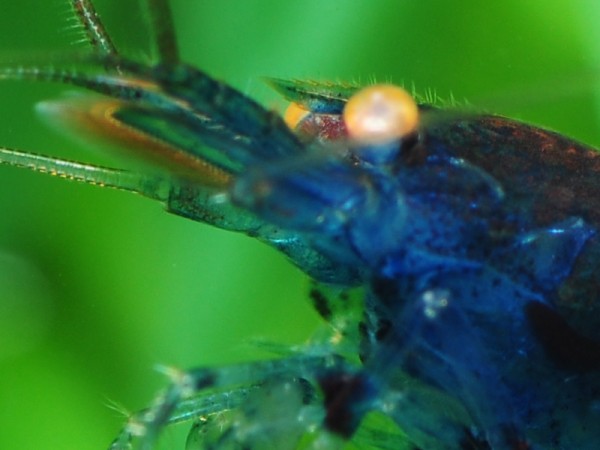 Blaue Tigergarnele OE Rusty