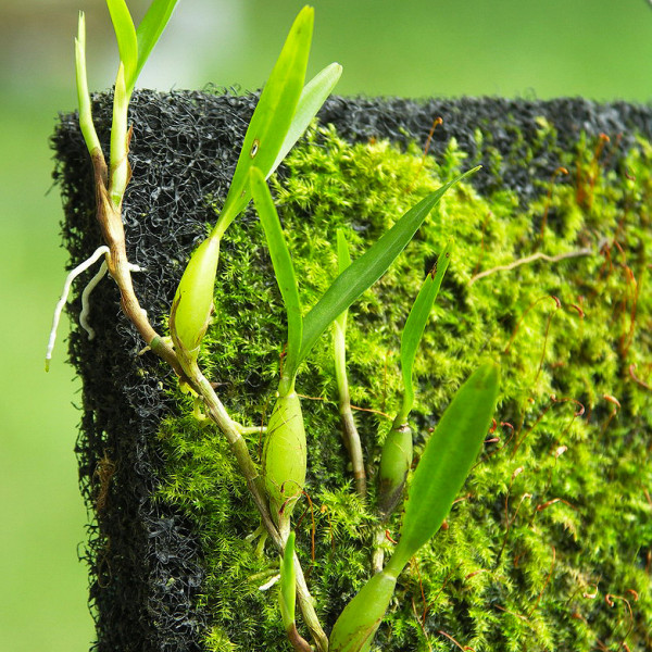 Terrarium & Wabi-Kusa Pad | Epiweb Pad für Moose und Aufsitzer 25x12x2cm