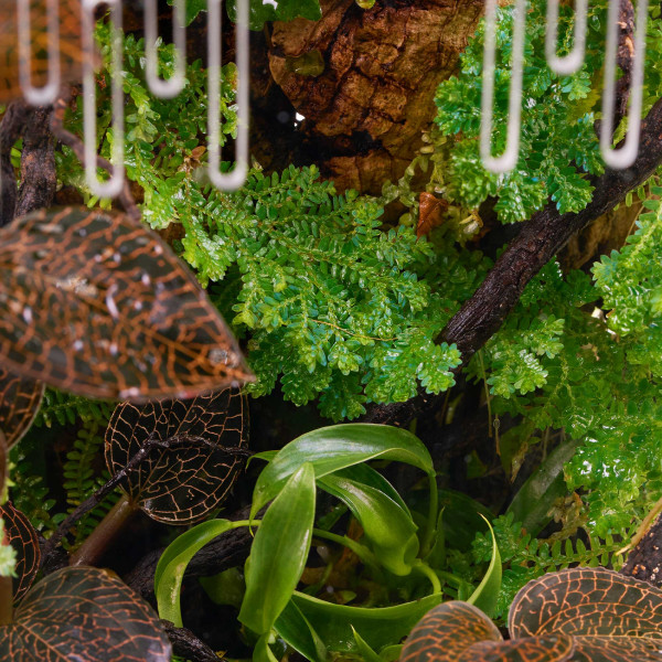 Selaginella uncinata | Blauschimmernder Bodenfarn - in vitro Terrariumpflanze