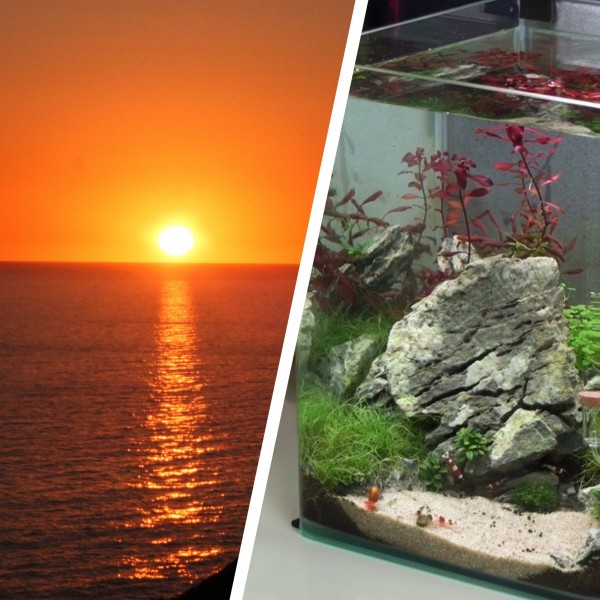 Aquarium_Urlaub_Garnelen