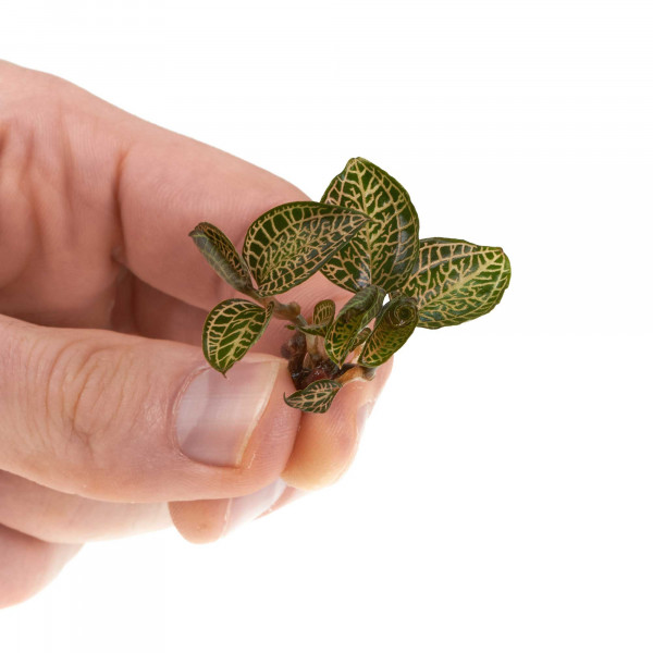 Macodes Hybrid Skeleton Ableger in Hand