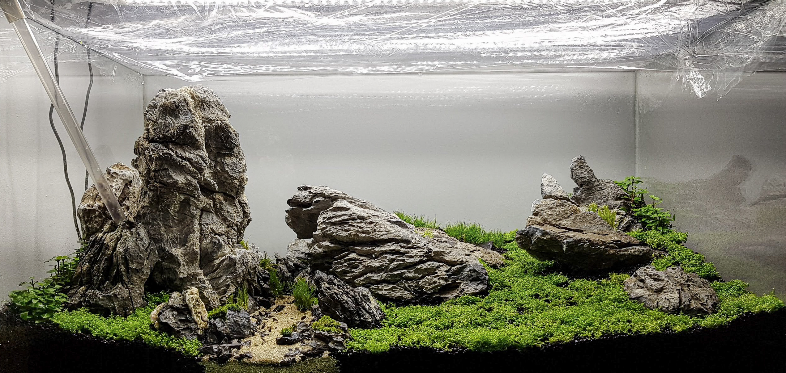 Ein Aquascape im Dry Start unter Folie